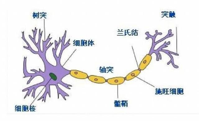 人类大脑相当于多少容量的硬盘？如果用完了难道会格式化？