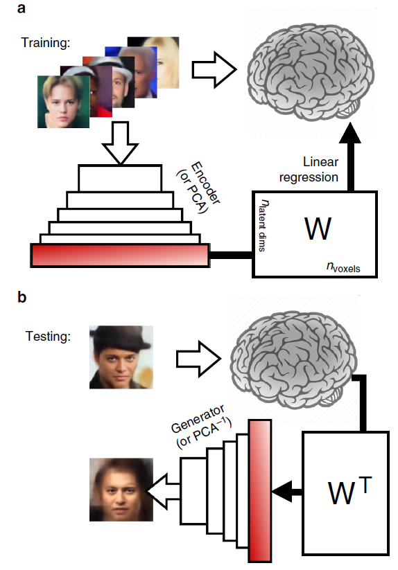 机器学习时代，神经科学家如何阅读和解码人类的思想